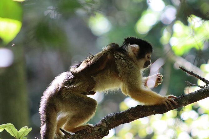 Monkeyland Guided Tour in Plettenberg Bay - 550+ primates across 11 species: how the guide turns spotting into understanding