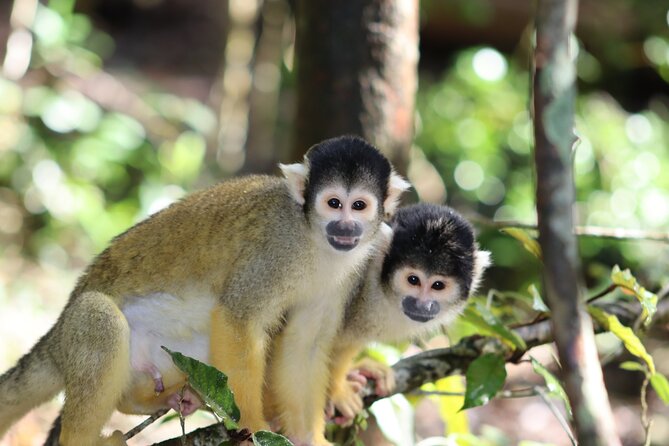 Monkeyland Guided Tour in Plettenberg Bay - Why the sanctuary model matters: healthier life and public awareness