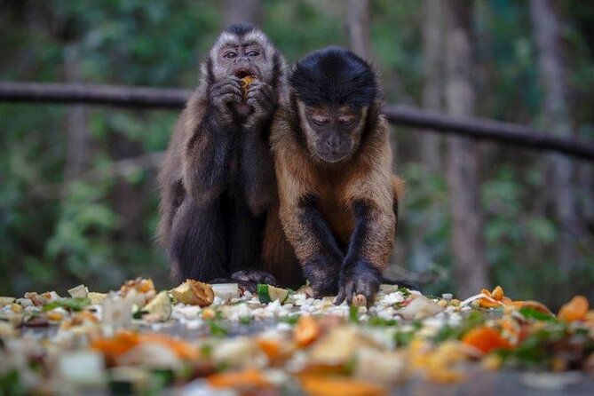 Monkeyland Guided Tour in Plettenberg Bay - Timing and pacing: why the tour length works