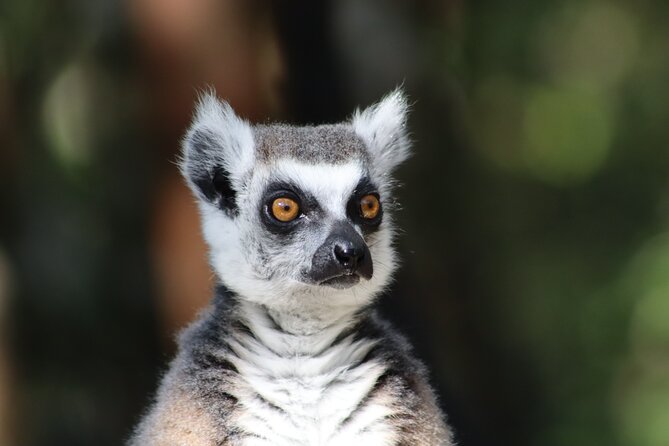 Monkeyland Guided Tour in Plettenberg Bay - Languages and accessibility of the experience