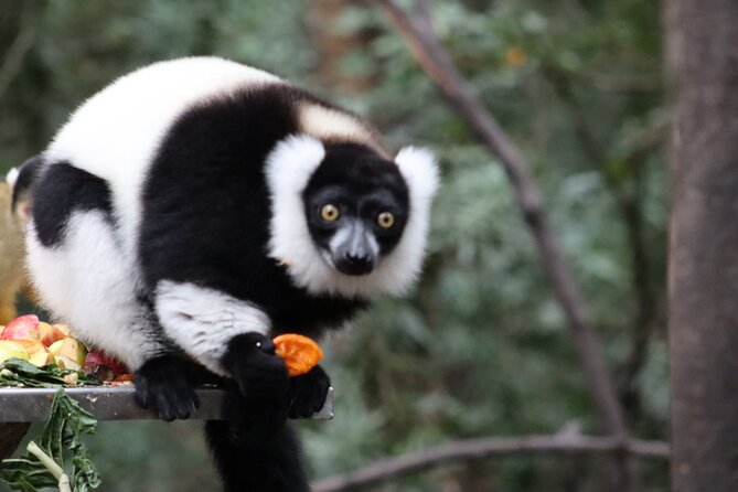 Monkeyland Guided Tour in Plettenberg Bay - Price and value: is $24.73 worth it?