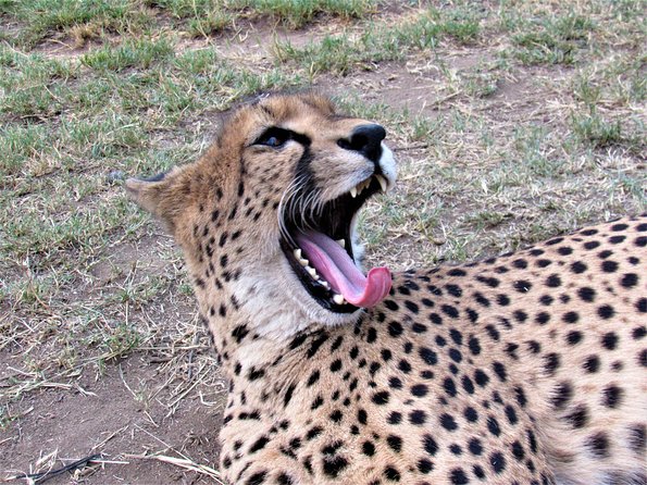 Morning Kruger National Park Safari - What Makes This Safari Worth It