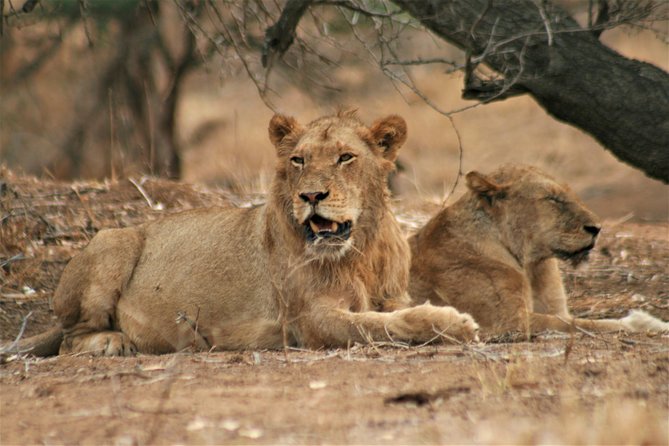 Morning Kruger National Park Safari - Key Things to Know Before You Go