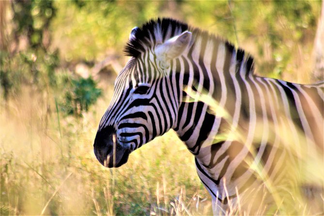 Morning Kruger National Park Safari - Hazyview Pickup and the 5:30 am Start