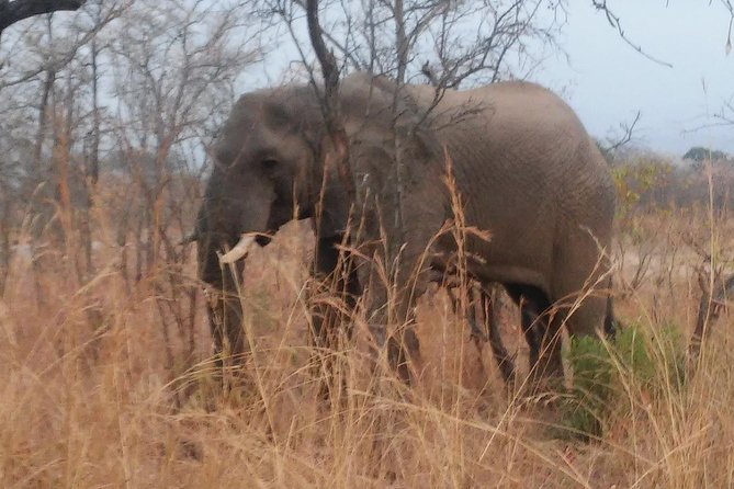 Morning Kruger National Park Safari - The Core Experience Inside Kruger: What You’ll Actually Do