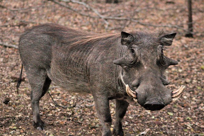 Morning Kruger National Park Safari - Itineraries Without the Filler: How a 7-Hour Morning Turns Out