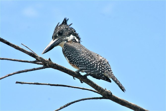 Morning Kruger National Park Safari - What’s Included, What’s Not, and How to Budget