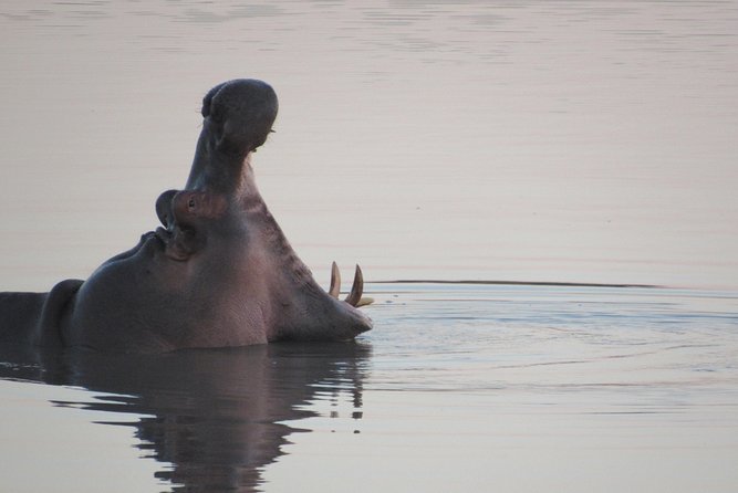 Morning Kruger National Park Safari - Timing and Heat: How to Make Your Morning Safari More Comfortable