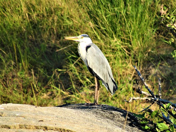 Morning Kruger National Park Safari - Best Fit: Who Should Book This Morning Kruger Safari