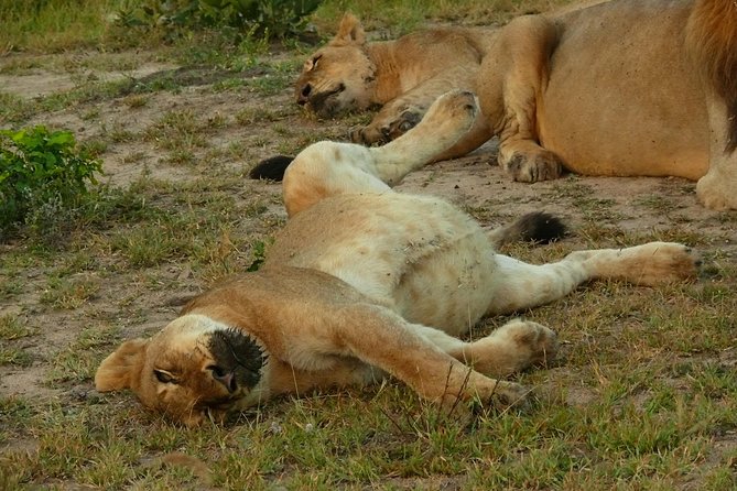 Morning Safari in Kruger National Park from Hazyview (AM KNP) - Morning pickup in Hazyview, and why that early start works
