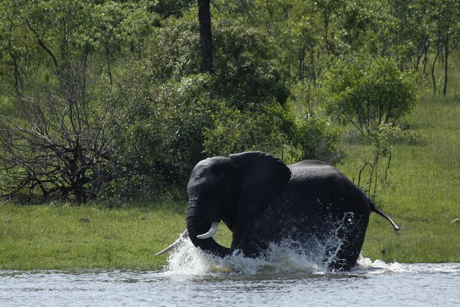 Morning Safari in Kruger National Park from Hazyview (AM KNP) - The guide makes or breaks your safari, and they can steer it your way