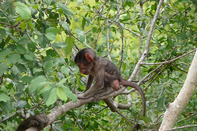 Morning Safari in Kruger National Park from Hazyview (AM KNP) - Wildlife viewing comfort tips for a 5:00 am start