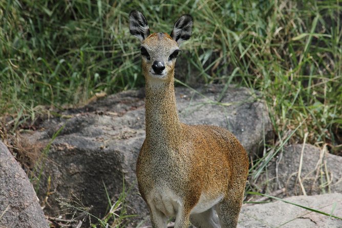 Morning Safari in Kruger National Park from Hazyview (AM KNP) - Price and value: is $96.83 per person a smart buy?