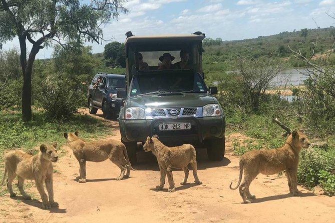 Morning Safari in Kruger National Park from Hazyview (AM KNP) - Who this safari fits best from Hazyview