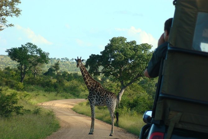 Morning Safari in Kruger National Park from Hazyview (AM KNP) - The 6-hour Kruger morning drive: what the time feels like