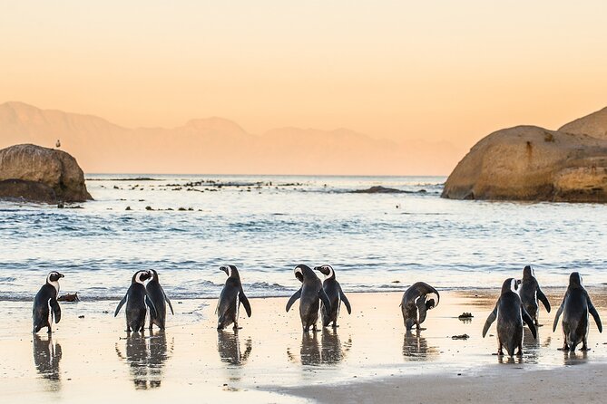 MUST DO: Boulders Beach & Cape Point Full Day Tour #1 Rated - Cape Town to Cape Point in one day, without renting a car