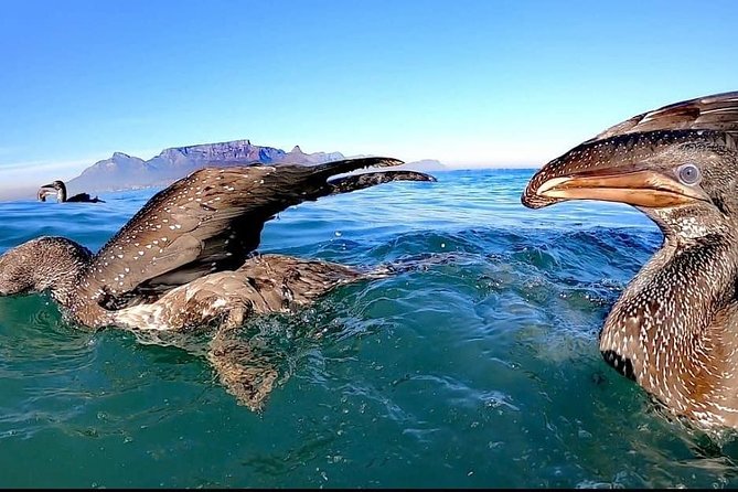 Ocean Safari - Where to go: Quay 5 at the V&A Waterfront, Shop 5