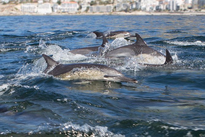 Ocean Wildlife Encounter in Cape Town - Table Mountain and Robben Island, Framed by the Water