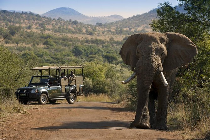 One day Safari including a 5 Hour Open Safari Vehicle Drive - Key things to know before you go