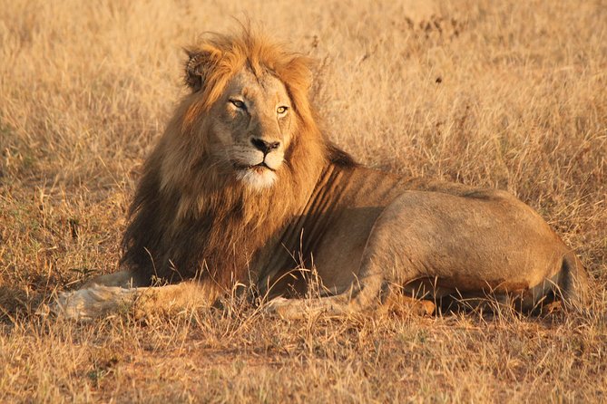 One day Safari including a 5 Hour Open Safari Vehicle Drive - Why Pilanesberg is a smart one-day safari from Johannesburg
