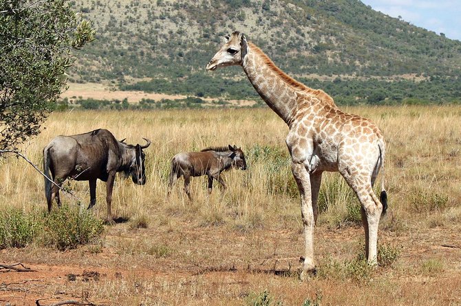 One day Safari including a 5 Hour Open Safari Vehicle Drive - Small group size, and why max 10 feels better