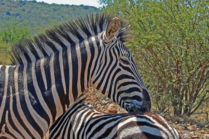 One day Safari including a 5 Hour Open Safari Vehicle Drive - Price and logistics: is $221.43 good value?