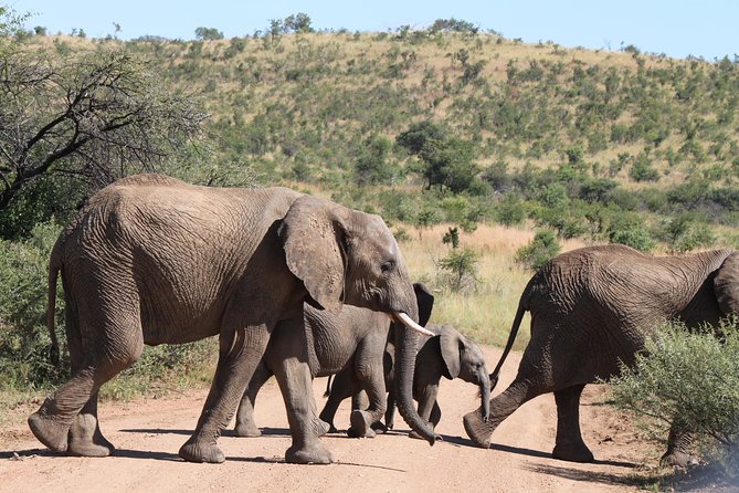 One day Safari including a 5 Hour Open Safari Vehicle Drive - Johannesburg pickup at 06h00, then straight to Pilanesberg