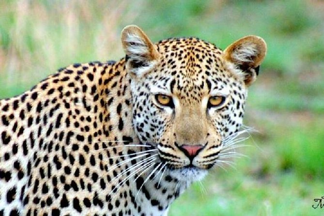 One Night Leopard Tour of Kruger National Park from Nelspruit - Entering Kruger from Nelspruit: why the 5:00 am start matters