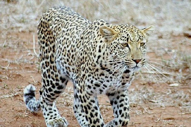 One Night Leopard Tour of Kruger National Park from Nelspruit - Day 2 safari to Kruger gate: one more shot at the wildlife