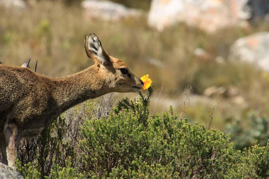 Oudtshoorn: Half-Day Swartberg Pass Private Guided Tour - Why Swartberg Pass feels like more than a scenic stop