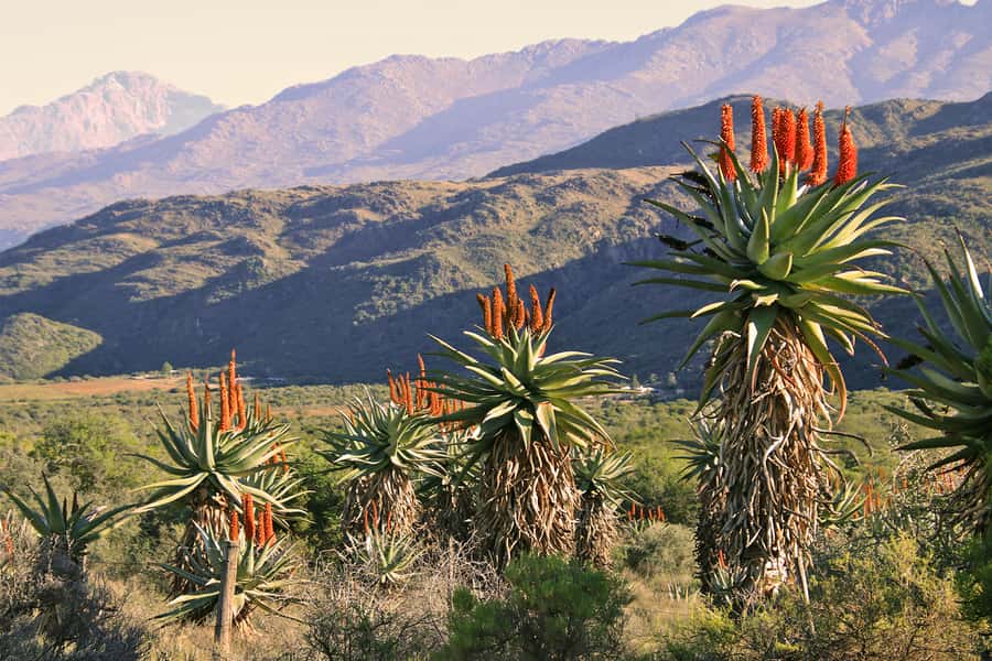 Oudtshoorn: Half-Day Swartberg Pass Private Guided Tour - The 900-meter eco-tour up Swartberg Pass: plants, birds, and patience
