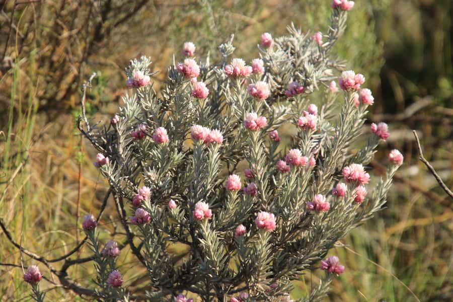 Oudtshoorn: Half-Day Swartberg Pass Private Guided Tour - Tee Berg lookout and the downhill: how the day keeps moving