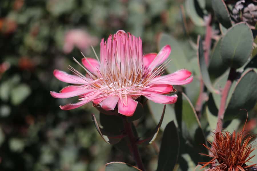 Oudtshoorn: Half-Day Swartberg Pass Private Guided Tour - What to bring (and why it matters here)