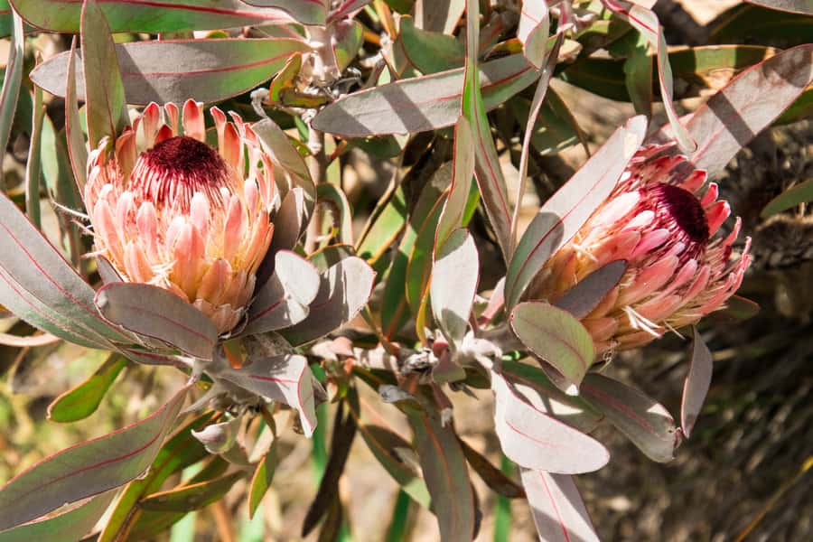Oudtshoorn: Half-Day Swartberg Pass Private Guided Tour - Getting from Oudtshoorn to the pass: the part most people rush