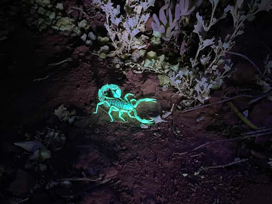 Oudtshoorn: Night Time Nature Walk - Klein Karoo Veld After Dark: What Changes, and Why It’s Fun