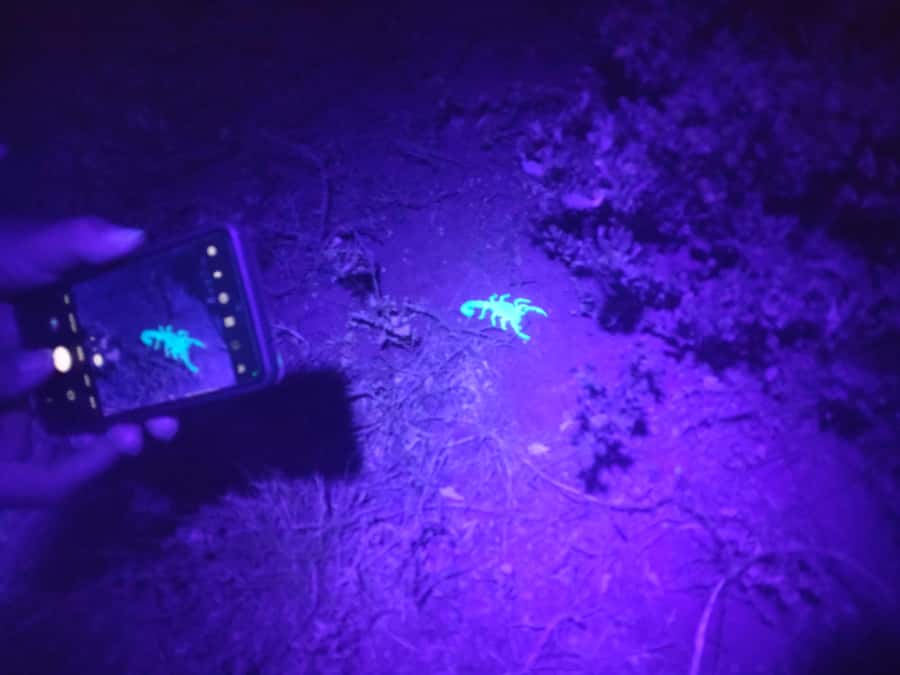 Oudtshoorn: Night Time Nature Walk - How Creature Watching Works Here: Observation Only