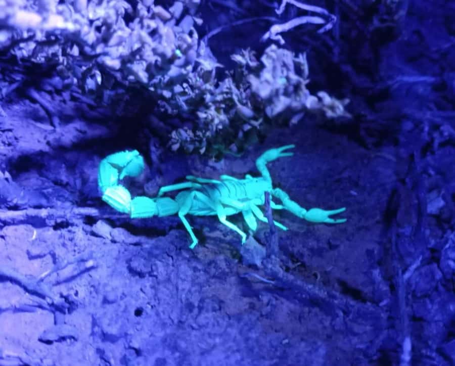 Oudtshoorn: Night Time Nature Walk - Price and Value: Is $59 per Person Fair?