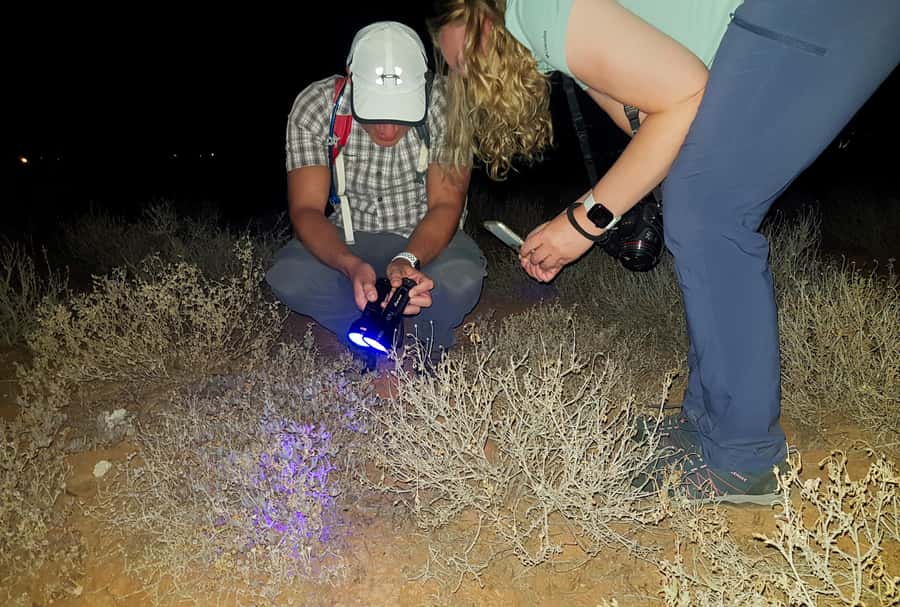 Oudtshoorn: Night Time Nature Walk - Should You Book This Oudtshoorn Night Time Nature Walk?