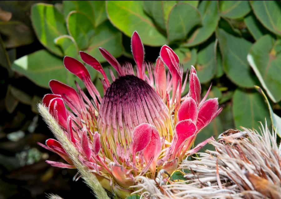 Oudtshoorn: Swartberg Mountain Pass Tour with Country Lunch - A Short Hike Through Hundreds of Species, Not a Long Trek