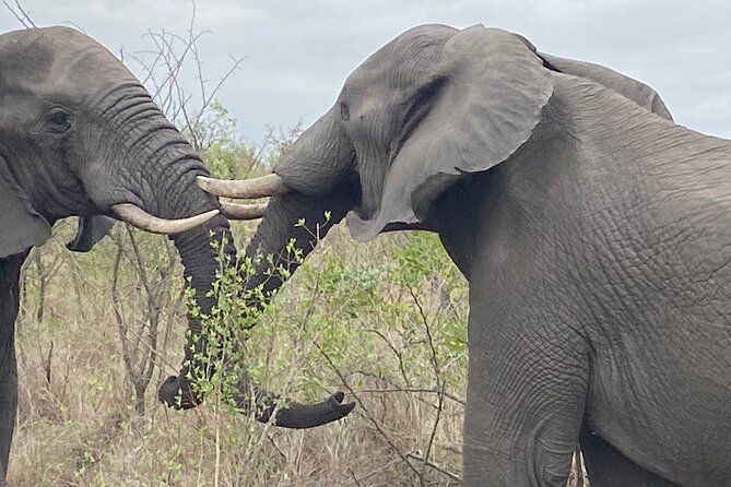 Overnight Kruger National Park Classic Camping Safari - Dinner Under the Stars, and How to Be Ready for Tent Camping