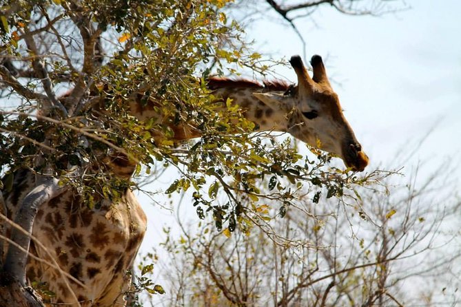 Overnight Kruger National Park Classic Camping Safari - The Guide Factor: What Makes the Drives Feel Worth It