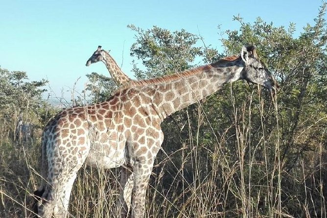 Overnight Kruger National Park Classic Camping Safari - Who Should Book This, and Who Might Want Another Option