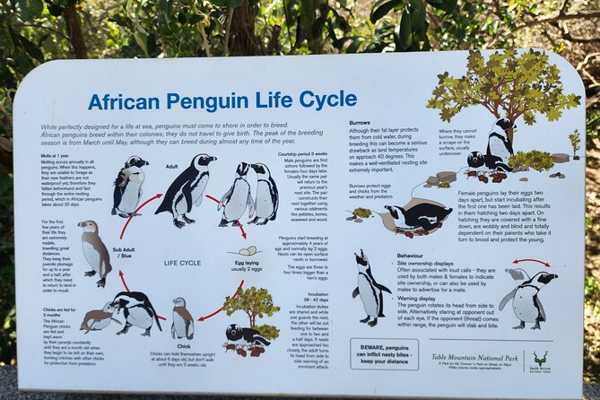 Penguin Encounter Boulders Beach Half Tour Day from Cape Town - Stop 3: Boyes Drive in Muizenberg for surf views and False Bay air