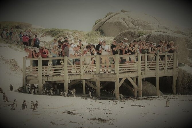 Penguin Encounter Boulders Beach Half Tour Day from Cape Town - Value check: $36.81 and where your money goes