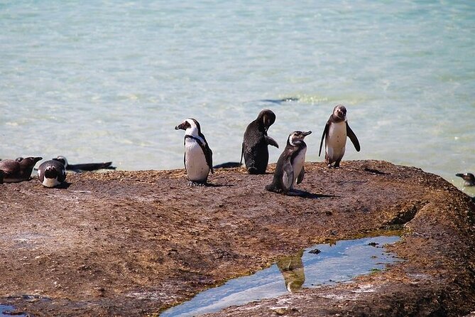 Penguin Encounter Boulders Beach Half Tour Day from Cape Town - Stop 1 at Maiden’s Cove: Atlantic Seaboard and the Twelve Apostles in view