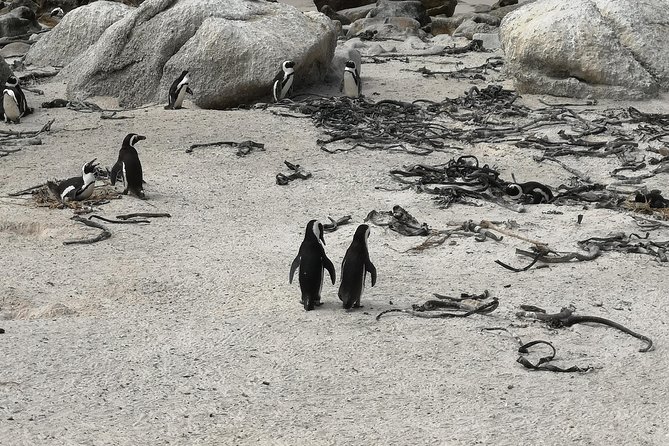 Penguin Time! Private Peninsula Experience. - Kirstenbosch Botanical Garden: A Garden Reset Between Coast Stops