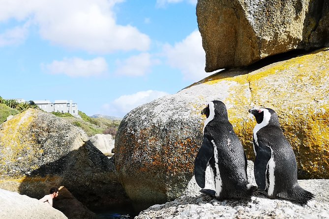 Penguin Time! Private Peninsula Experience. - Price and Value: What $257.47 Gets You (and What You Still Pay)