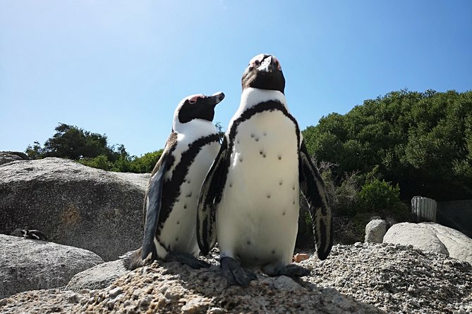 Penguin Time! Private Peninsula Experience. - What to Expect From the Ride, and How to Use the WiFi