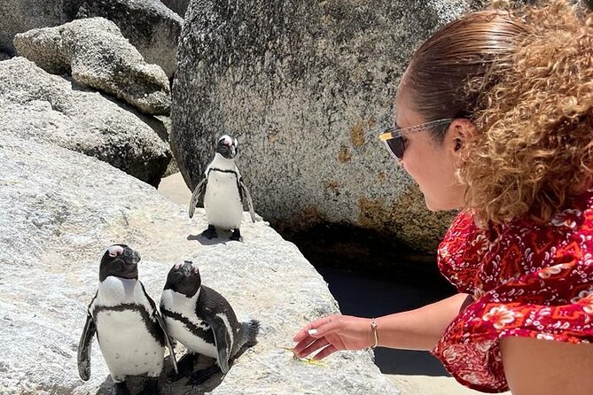 Penguin Watching & Beach Day at Boulder's Beach, Cape Town - Morning pickup, Camps Bay, and the Kodak moment views