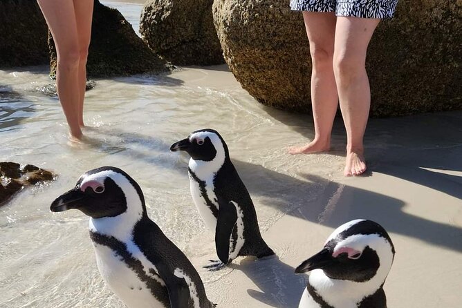 Penguin Watching & Beach Day at Boulder's Beach, Cape Town - Photo and swim tips that actually help